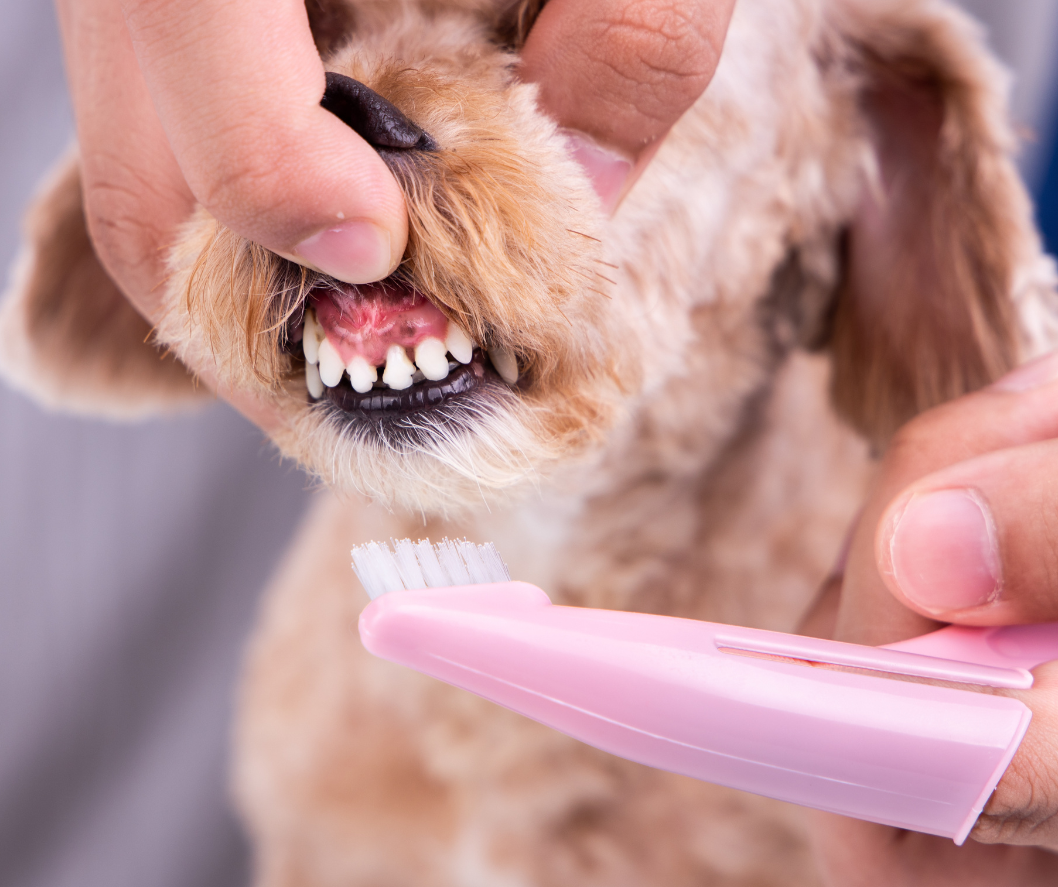 Become A Dog Trainer – Dog Training Career